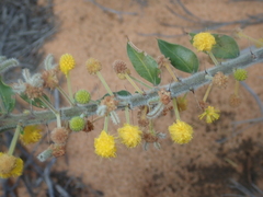 Acacia idiomorpha