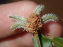 Acacia idiomorpha