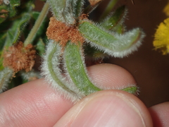 Acacia idiomorpha
