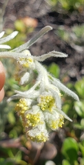 Artemisia furcata