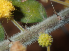 Acacia idiomorpha