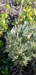 Artemisia furcata