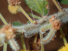 Acacia idiomorpha