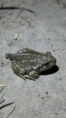 Pelobates vespertinus