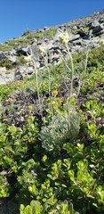 Artemisia furcata