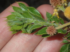 Acacia idiomorpha