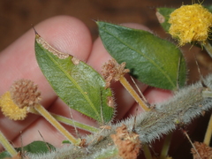 Acacia idiomorpha