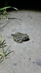 Pelobates vespertinus