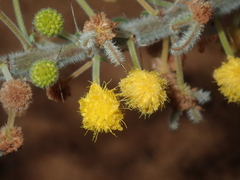 Acacia idiomorpha