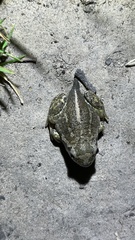 Pelobates vespertinus