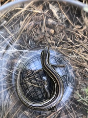 Plestiodon multivirgatus