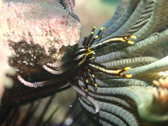 Allogalathea elegans