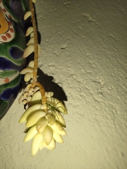 Peucetia viridans