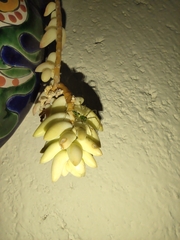 Peucetia viridans