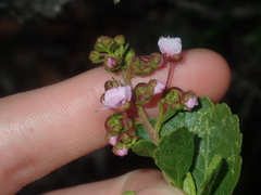 Diplopeltis petiolaris