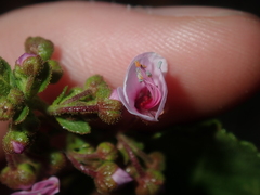 Diplopeltis petiolaris