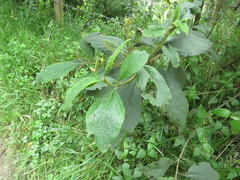 Varronia cylindrostachya