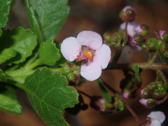 Diplopeltis petiolaris