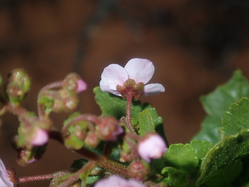 Diplopeltis petiolaris, photograph 2