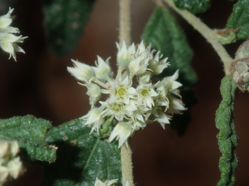 Image of Commersonia Borealis (Commersonia borealis) by (c) Thomas Mesaglio, some rights reserved (CC BY)