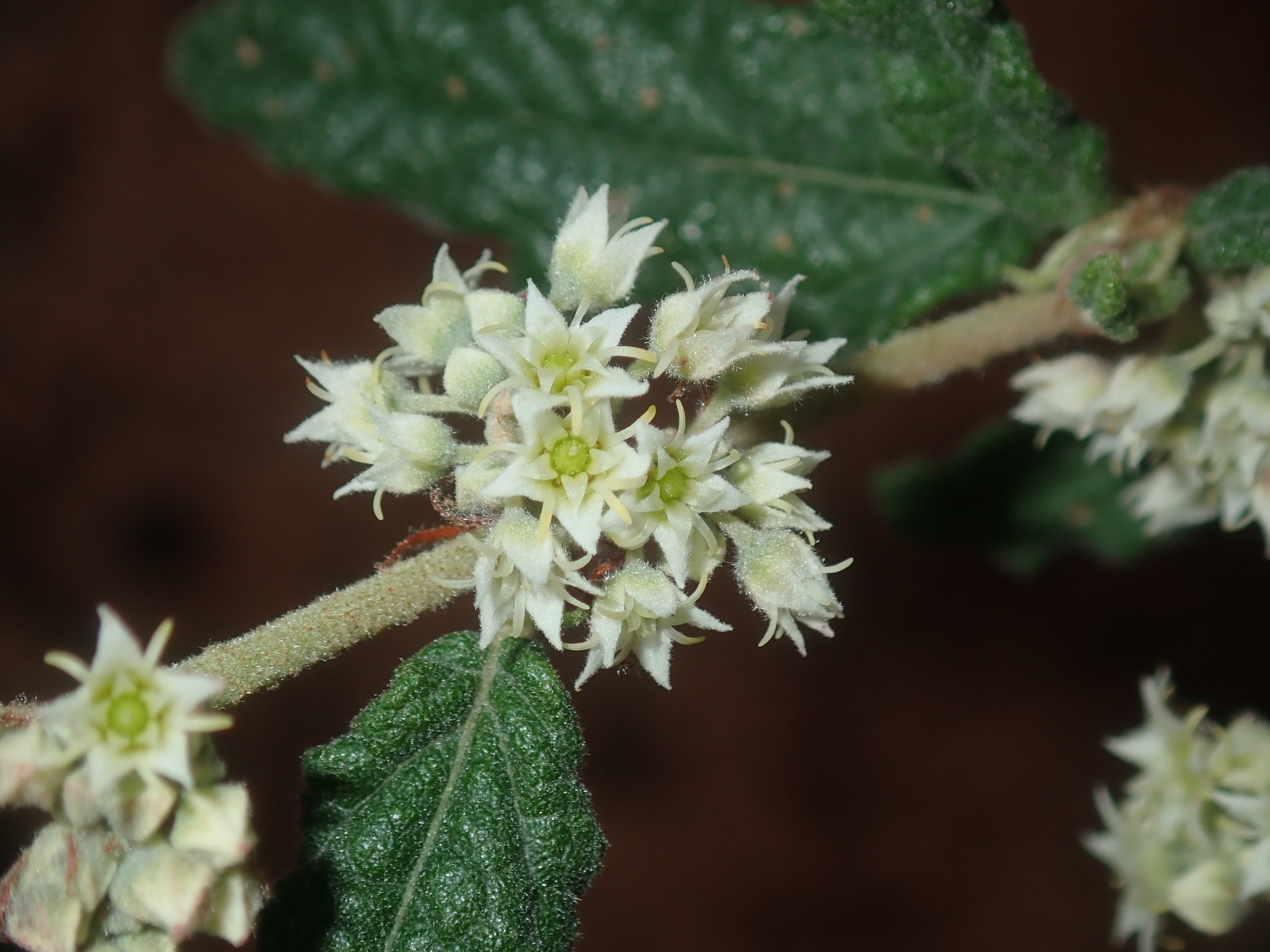 Commersonia borealis