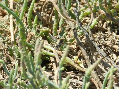 Heterostylum robustum