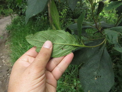 Varronia cylindrostachya