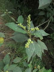 Varronia cylindrostachya