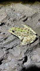 Pelophylax ridibundus