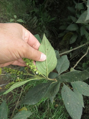 Varronia cylindrostachya