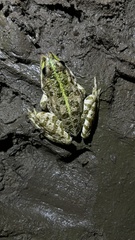 Pelophylax ridibundus