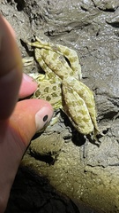 Pelophylax ridibundus