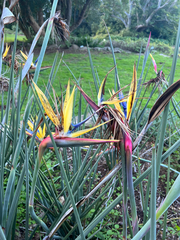 Strelitzia juncea