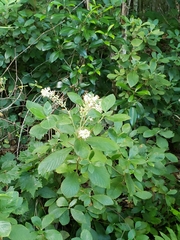 Clethra tomentosa