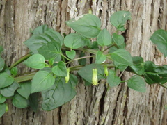 Salpichroa tristis