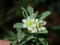 Phyllanthus calycinus