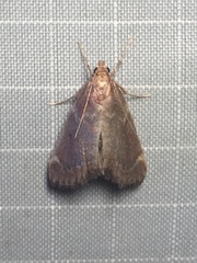 Hypsopygia intermedialis