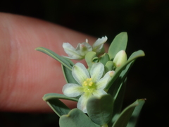 Phyllanthus calycinus