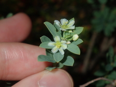Phyllanthus calycinus