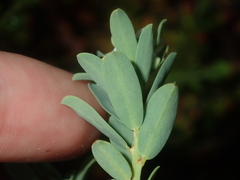 Phyllanthus calycinus