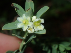 Phyllanthus calycinus