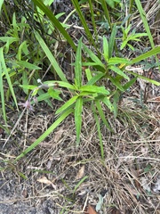 Trichodesma zeylanicum