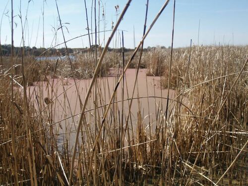 Image of Phragmites mauritianus by (c) Kyle Van Houtan, some rights reserved (CC BY)