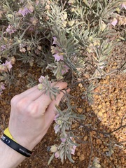 Guichenotia intermedia