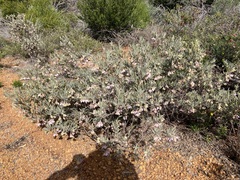 Guichenotia intermedia