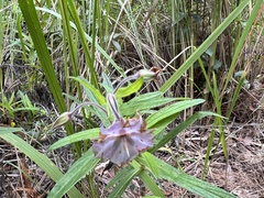 Trichodesma zeylanicum