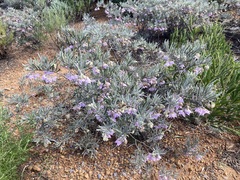 Guichenotia intermedia