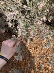 Guichenotia intermedia