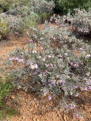 Guichenotia intermedia