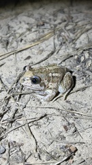 Pelobates vespertinus